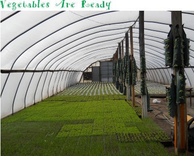 Vegetables are Ready Vegetables Are Ready