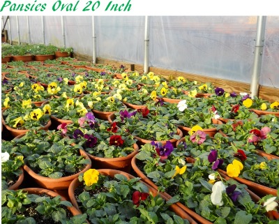 Pansies in a 20 inch Oval container Pansies in a 20 inch Oval container
