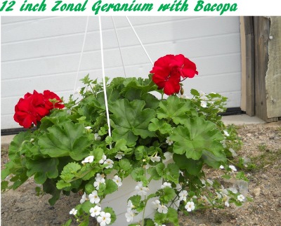 12 inch Zonal Geranium with Bacopa 12 inch Zonal Geranium with Bacopa