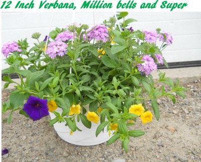 12 inch Verbana, Million Bells and Super Petunia 12 inch Verbana, Million Bells and Super Petunia