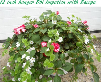 Impatiens Bacopa 12 inch hanging double Ipatien with Bacopa