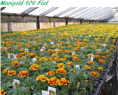 flats of marigolds Marigold 806 flat
