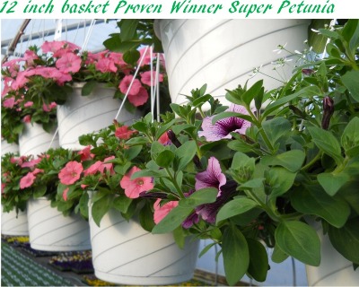 12 inch basket Proven Winner Super Petunia 12 inch basket Proven Winner Super Petunia