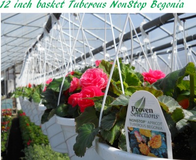 12 inch basket Tuberous NonStop Begonia 12 inch basket Tuberous NonStop Begonia