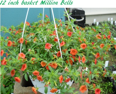 12 Inch basket Million Bells 12 Inch basket Million Bells