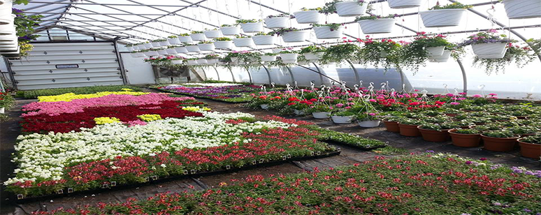 Inside the greenhouse