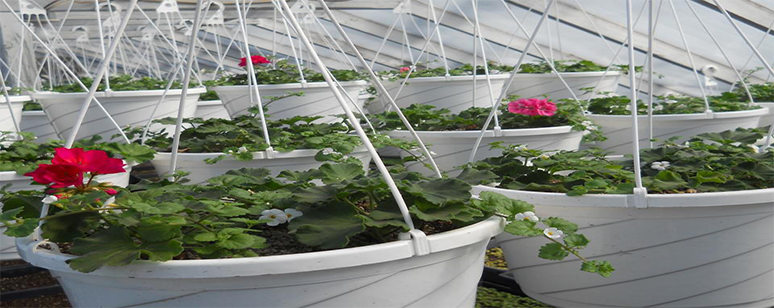 hanging plants