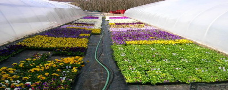 Between the Greenhouses